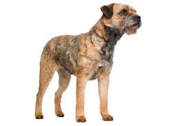 Border Terrier